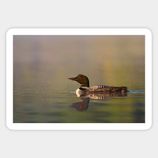 Common Loon - Wilson Lake Sticker